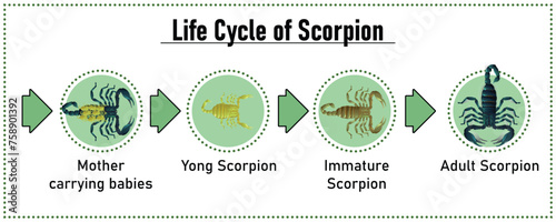 Scorpion Life Cycle object vector on white background.Isolated.for graphic design,education,science,agriculture and artwork.