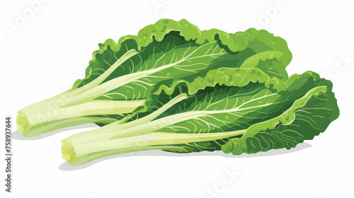 Chinese cabbage leaves icon. Green vitamin vegetable