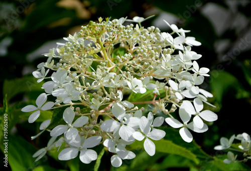 kwitnąca hortensja bukietowa, białe kwiaty, hydrangea paniculata, biała hortensja, white flowers of Hydrangea paniculata close up, large inflorescence of hydrangea 