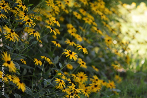 Yellow rudbeckia flowers on bokeh flowers background, floral coneflowers horizontal background. 