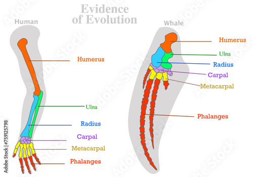 Evolution, evidence. Human, whale, dolphin water animal bones. Colored tailbone, humerus ulna radius. Homologous features sample. Modification of skeleton. Body plan form complex. Illustration vector 