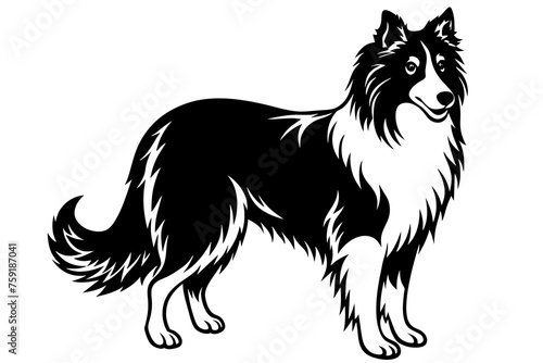 collie dog vector illustration