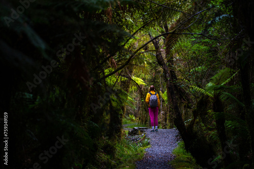 hiker girl walking through dense temperate rainforest on the way to monro beach, west coast of new zealand south island; lush vegetation in a jungle full of tree ferns