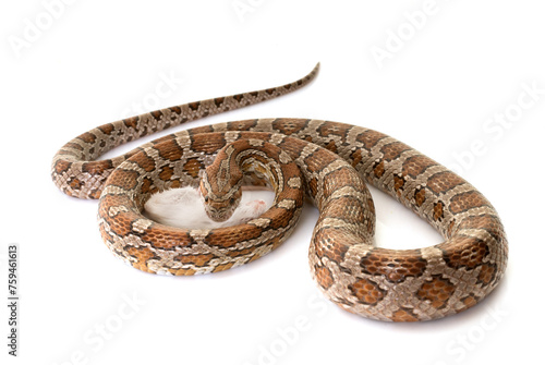 corn snake eating mouse