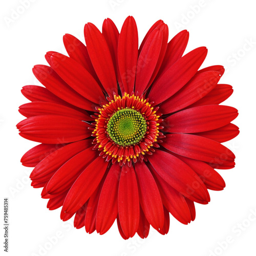 Red gerber daisy flower