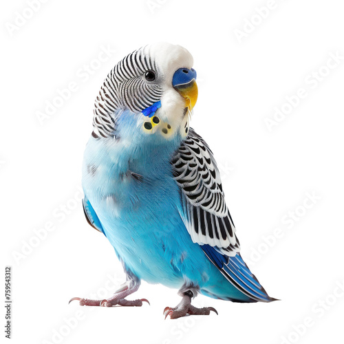 budgie white background 