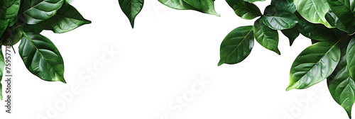 create a png of top view of leaves isolated on white background 