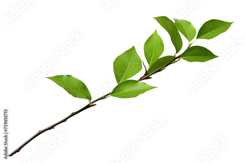 Green Leaves on Tree Branch. on a White or Clear Surface PNG Transparent Background.