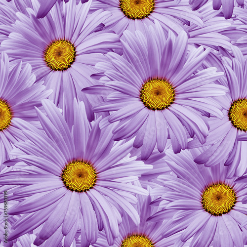 Seamless floral background. Flowers Chamomile and petals. Close up.
