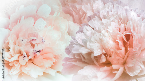 Floral spring background. Peonies flowers. close-up. Nature.