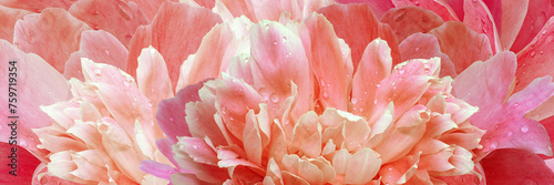 Peony flower petals. Floral background. Close-up. Drops of water on the petals. Nature.