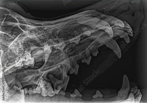Dental x-ray showing an abscess on a molar root in a dog. Loss of periapical bone density