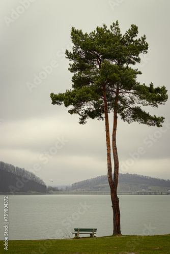 Drzewo z ławeczką na tle jeziora w pochmurny dzień 