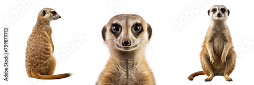 Collection of meerkats isolated on transparent or white background