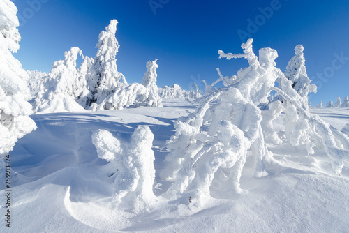 Zimowa sceneria w Karkonoszach, zamarznięte drzewa, przy Szrenicy