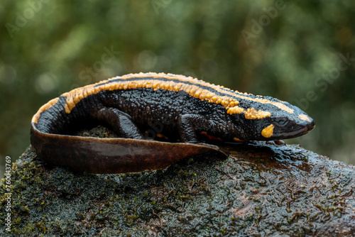 The Laos Warty Newt (Laotriton laoensis) or Laos Salamander is a species of salamander native to Laos, Southeast Asia.