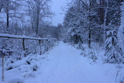 Leśna droga w sosnowym lesie. Jest zima, ziemię, gałęzie drzew pokrywa gruba warstwa śniegu. Jest pochmurny dzień.