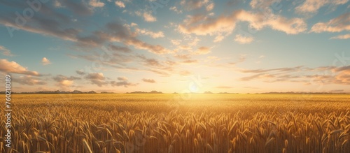 Golden Wheat Field Glows in the Warm Sunset Light