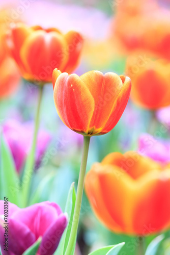 A Vibrant Bloom Tulipa Gesneriana Amidst a Colorful Garden