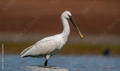 Eurasian Spoonbill (Platalea leucorodia) is a wetland bird that lives in suitable habitats in Asia, Europe and Africa. It is a rare species. I took this photo at Diyarbakır Kabakli Pond.