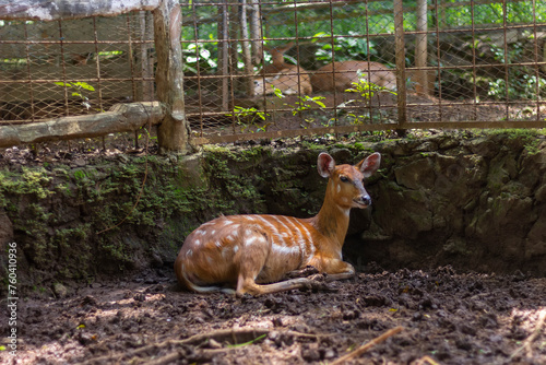 female Sitatunga or marshbuck (tragelaphus spekii) is a swamp-dwelling antelope