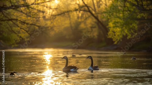 Para kaczek pływających razem na jeziorze w słoneczny dzień