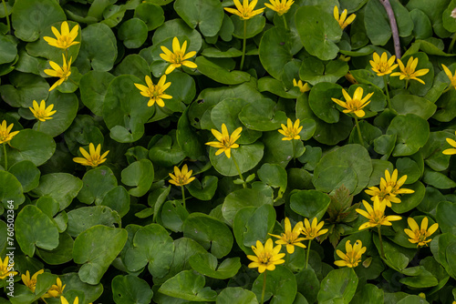 Ficaria verna, lesser celandine, pilewort or ranunculus ficaria yellow spring flowers close up. Spring background of flowers