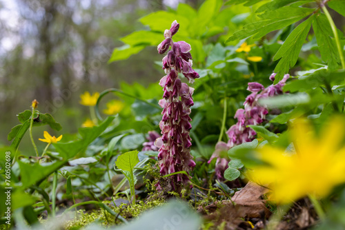 Lathraea squamaria plant is a parasite in the woods of Europe. Pink flowers of blooming common toothwort in the forest, parasitic plant growing on tree roots