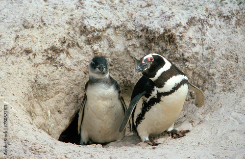 Manchot de Magellan, nid,.Spheniscus magellanicus, Magellanic Penguin, Iles Falkland, Malouines