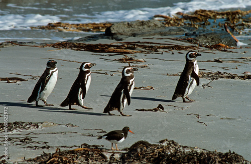 Manchot de Magellan,.Spheniscus magellanicus, Magellanic Penguin, Huîtrier de Garnot,.Haematopus leucopodus, Magellanic OystercatcherIles ,Falkland, Malouines