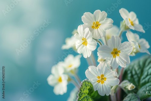 White flowers primroses in spring season on a beautiful blue background macro. Generative AI.