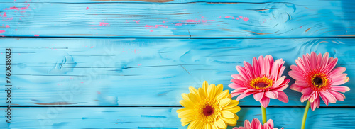 Beautiful pink and yellow gerbera daisies on blue wooden background