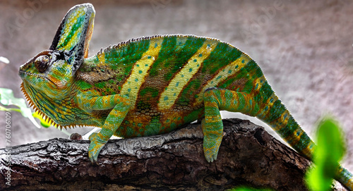 Veiled chameleon or yemen helmeted chameleon. Latin name - Chamaeleo calyptratus 