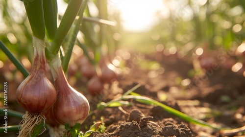 Growing shallot onion harvest and producing vegetables cultivation. Concept of small eco green business organic farming gardening and healthy food