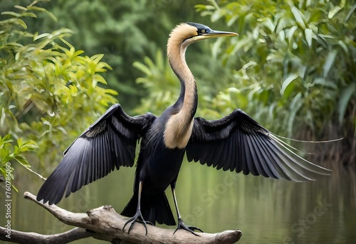 A graceful anhinga bird spreading its wings wide as it perches on a branch by the water's edge, embodying the natural elegance of avian wildlife.