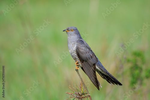 A male cuckoo on a stick on a beautiful green background