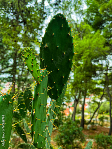 Detal kaktusa w lesie