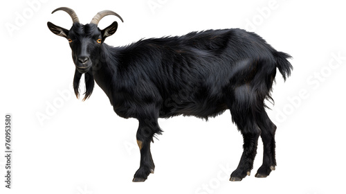 black goat collection portrait standing animal bundle isolated on a white background as transparent png 