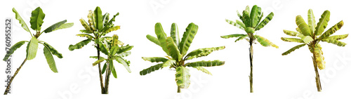Set of musa paradisiaca, banana plant isolated on white background. 3D render. 3D illustration. 