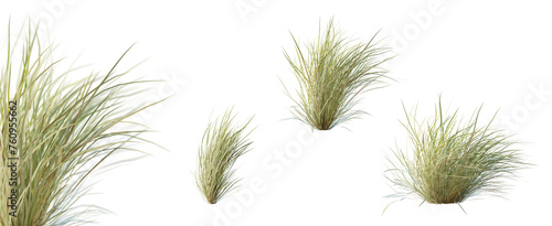 Set of sewan grass plant with selective focus closeup, isolated on white background. 3D render. 3D illustration. 