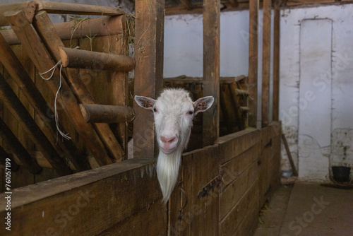 a white goat showing its face from the barn in animal shelter in lviv