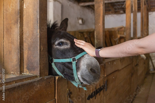 a hand touching the face of a black donkey in the barn in animal shelter in lviv
