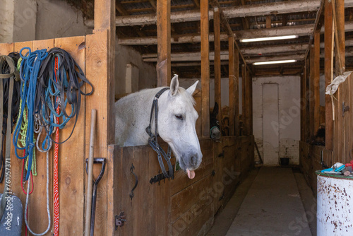 white horse showing its face in the barn of animal shelter in lviv