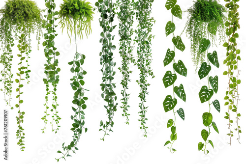 Green Plants Hanging From the Ceiling. On a Transparent Background.