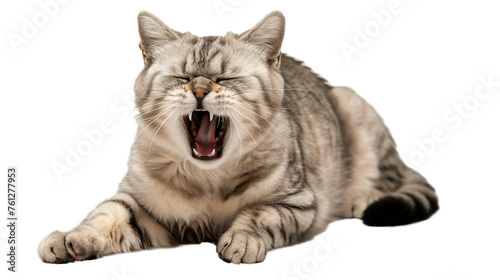 American Shorthair cat is crying, full body, beautiful, transparent background