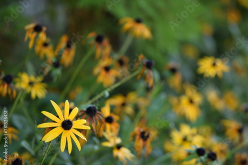 Rudbeckia autumn flowers, overblown autumnal flowers, sunny autumn garden background, selective focus and bokeh background.