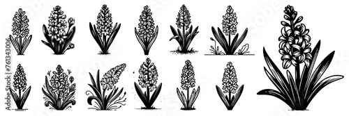 blooming hyacinth flowers in vibrant colors black vector laser cutting engraving