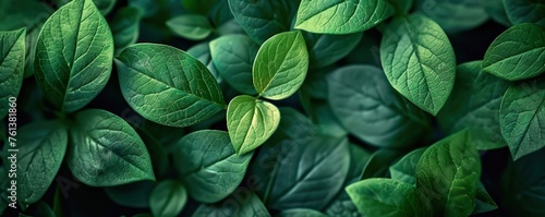 elegant Green Leaf Background