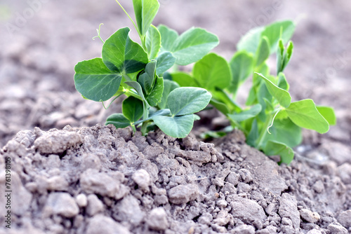 A pea bush growing in the garden.