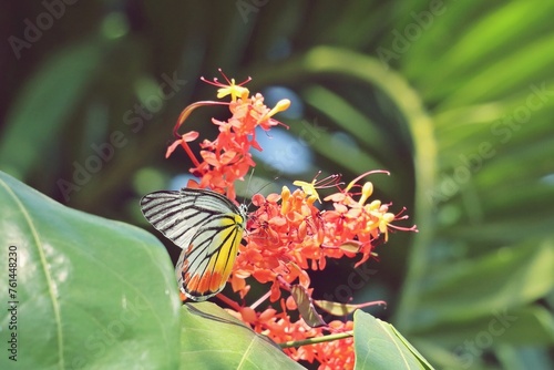 Common Jezebel Butterfly (Delias Eucharis) eating nectar on Ashoka Tree Flowers
